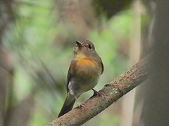 Cyornis glaucicomans