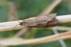 Diurnea lipsiella