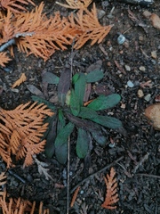 Pilosella piloselloides