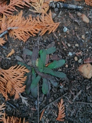 Pilosella piloselloides