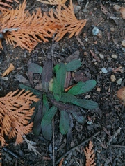 Pilosella piloselloides