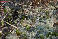 Cladonia subtenuis