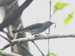 Chrysococcyx minutillus