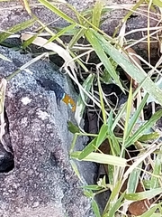 Gonatodes albogularis