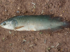 Heterotis niloticus