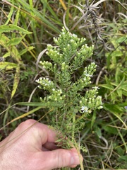 Symphyotrichum ericoides