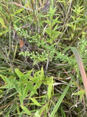 Symphyotrichum ericoides