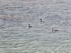 Phalacrocorax capensis