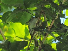 Phylloscopus coronatus