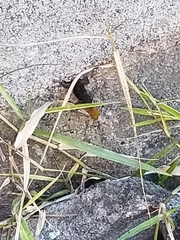 Gonatodes albogularis