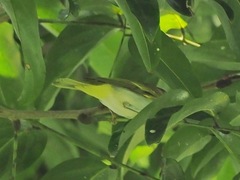 Phylloscopus coronatus