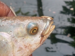 Heterotis niloticus