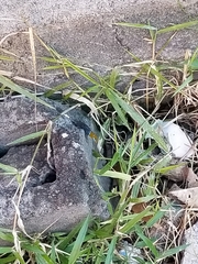 Gonatodes albogularis