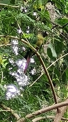 Pyrrhura frontalis