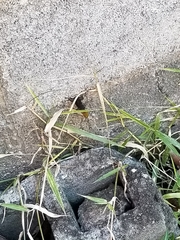 Gonatodes albogularis