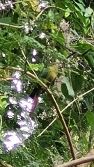 Pyrrhura frontalis