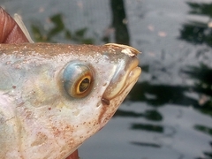 Heterotis niloticus