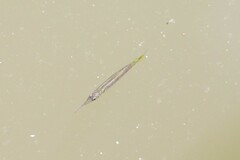 Dermogenys siamensis