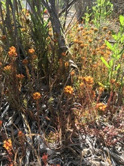 Quinchamalium chilense