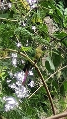Pyrrhura frontalis