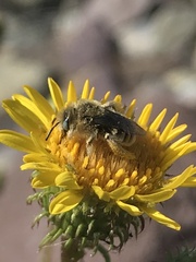 Diadasia