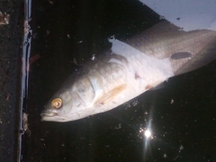 Heterotis niloticus