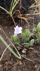 Ruellia cordata
