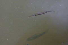 Dermogenys siamensis