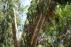 Aphrastura spinicauda