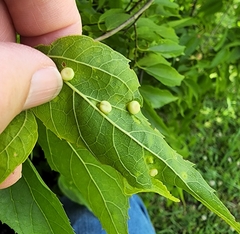 Pachypsylla celtidismamma