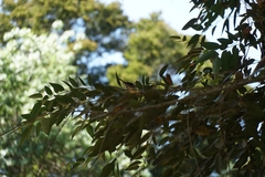 Aphrastura spinicauda