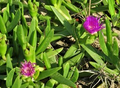 Carpobrotus dimidiatus