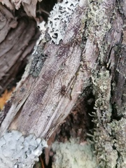 Drapetisca alteranda