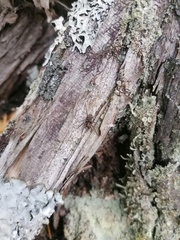 Drapetisca alteranda