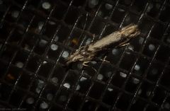 Hypatima spathota