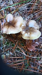 Hygrophorus hypothejus