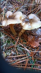 Hygrophorus hypothejus