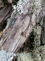 Drapetisca alteranda