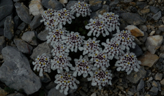 Iberis