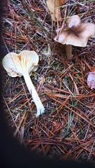 Hygrophorus hypothejus