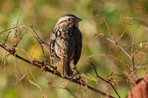 Song Sparrow photographed in Massachusetts