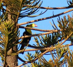 Ramphastos sulfuratus