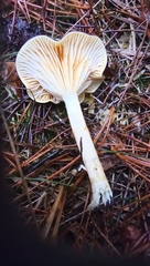Hygrophorus hypothejus