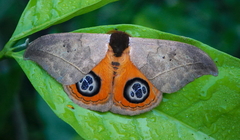 Automeris liberia