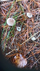 Mycena capillaripes
