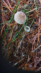 Mycena capillaripes
