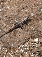 Microlophus indefatigabilis