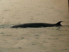 Balaenoptera acutorostrata