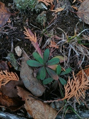 Pilosella piloselloides