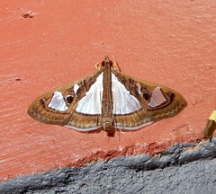 Glyphodes bivitralis